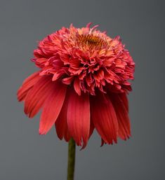 a red flower with yellow stamens in front of a gray background