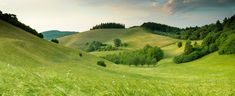 green hills with trees and grass in the foreground