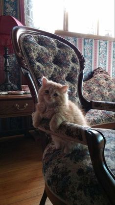 a cat sitting on top of a chair in a living room next to a window