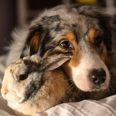 a dog laying on top of a bed next to a rabbit