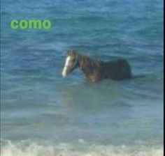 a horse is standing in the ocean water