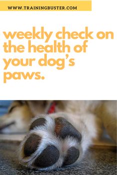 a dog's paw with the words weekly check on the health of your dog's paws