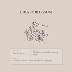 the cherry blossom is shown in black and white on a beige background, with text below it