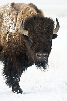 an adult bison standing in the snow