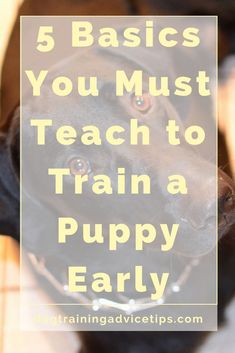 5 basics you must teach to train a puppy early Puppy Obedience Training, Dog Minding, Positive Dog Training, Dog Training Advice, Dog Training Videos