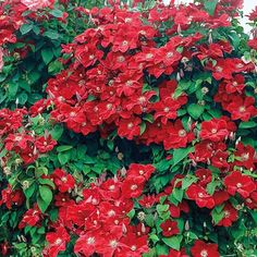 red flowers growing on the side of a building