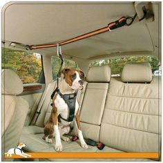 a brown and white dog sitting in the back seat of a car