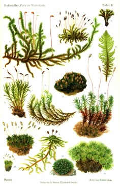 an illustration of various plants and leaves on a white background, including pine cones