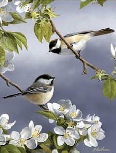 two birds perched on branches with white flowers