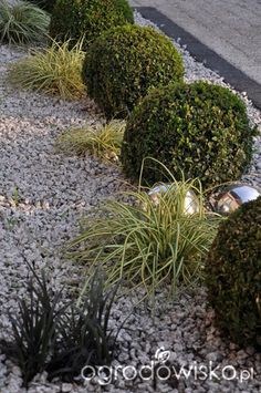 some very pretty bushes and plants in the middle of a road with cars behind them