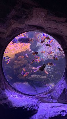 an aquarium with fish in it and purple light coming from the bottom to the bottom