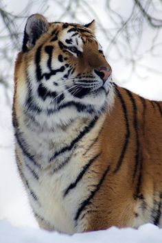 a tiger standing in the snow looking at something