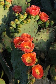 an orange flowered cactus with green leaves