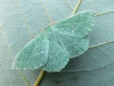 a green butterfly sitting on top of a leaf