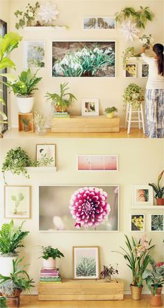 two shelves with plants and pictures on them