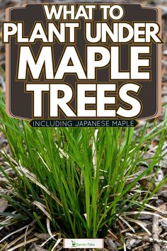 what to plant under maple trees including japanese maples in the garden and on the ground