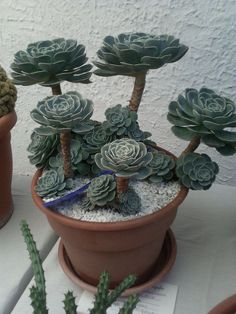 three potted succulents sitting on top of a table next to each other