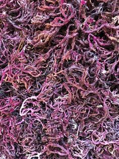 close up view of purple seaweed in the ocean