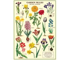 the garden bulbs poster is shown with different types of flowers and their names on it