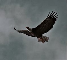 an eagle is flying through the sky with its wings spread out and it's talon extended