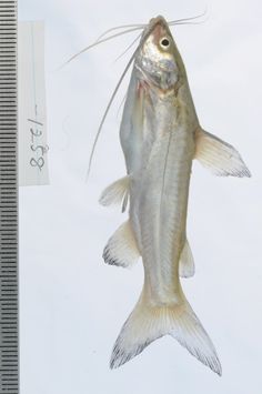 a dead fish hanging from the side of a measuring ruler in front of a white background