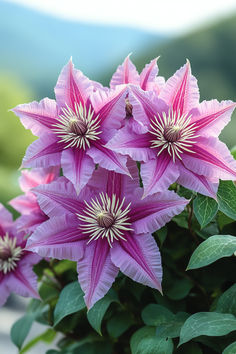 Clematis Flowers Floral Display, Shades, Floral