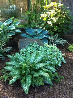 a garden filled with lots of green plants