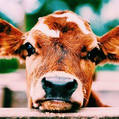 a brown and white cow looking at the camera with it's head resting on a ledge