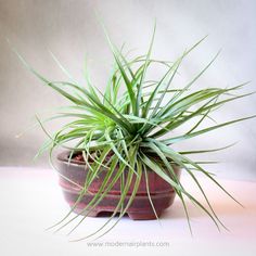 a small potted plant sitting on top of a table