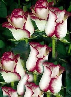 several white and red flowers with green leaves