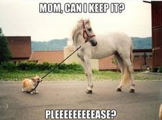 a white horse walking with a dog on a leash in front of it and the caption says, can't tell if dog walking horse or horse walking