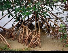 a tree with lots of branches growing out of it's roots in the water