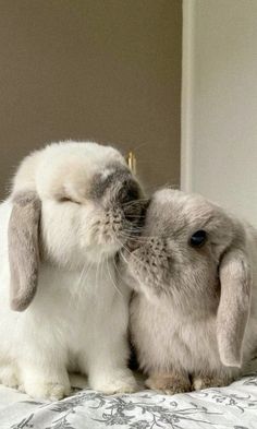 two rabbits are kissing each other on the bed