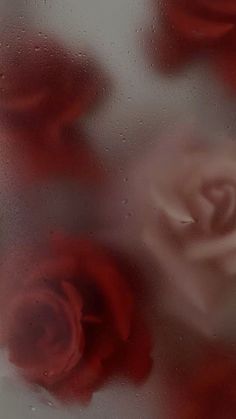 three red roses sitting on top of a window sill covered in raindrops