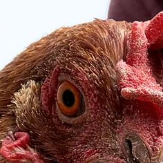 a close up of a chicken's head and neck