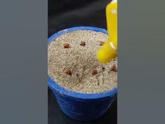 a blue bucket filled with sand next to a yellow plastic cup full of brown stuff