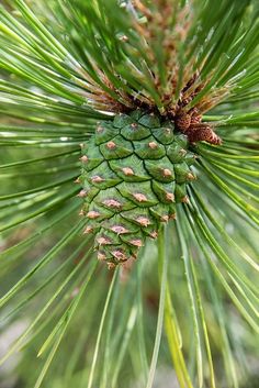 a pine cone on the tip of a tree