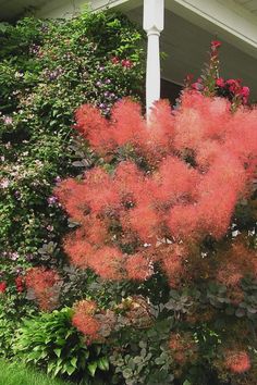 a bush with red flowers in front of a house