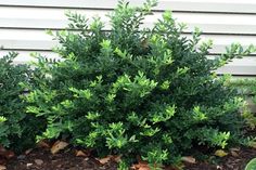 a bush with green leaves in front of a house