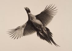 a black and white photo of a bird in flight