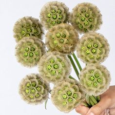 a hand holding a bunch of dandelion flowers in front of a white background