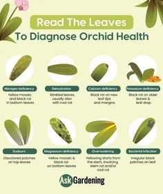 an info sheet describing how to use the leaves for diagnose or orchid health