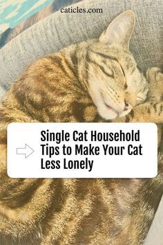 a cat sleeping on top of a couch with the caption saying, single cat household tips to make your cat less lonely