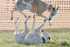 a dog jumping up into the air to catch a frisbee