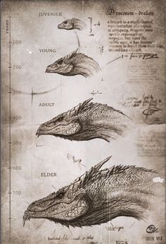 some drawings of different types of animals and their features in the book, dragon's head