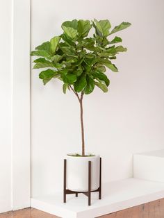 a potted plant sitting on top of a white shelf