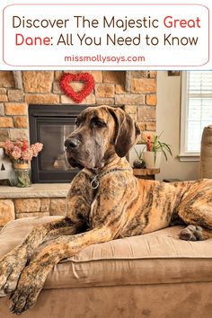 a large dog laying on top of a couch in front of a fireplace with the caption above it