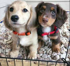 two puppies sitting next to each other in front of a wire fence and rocks