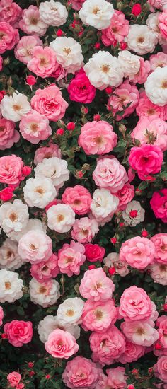 many pink and white flowers with green leaves