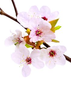 pink flowers are blooming on a branch against a white background with space for text